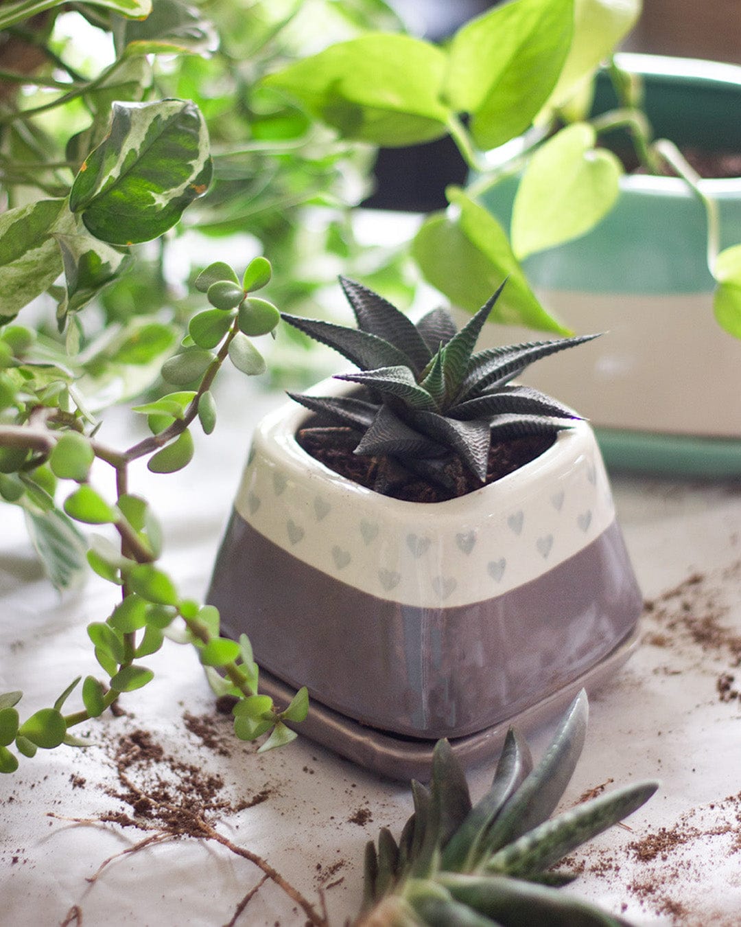 Nova Hearts Ceramic Planter