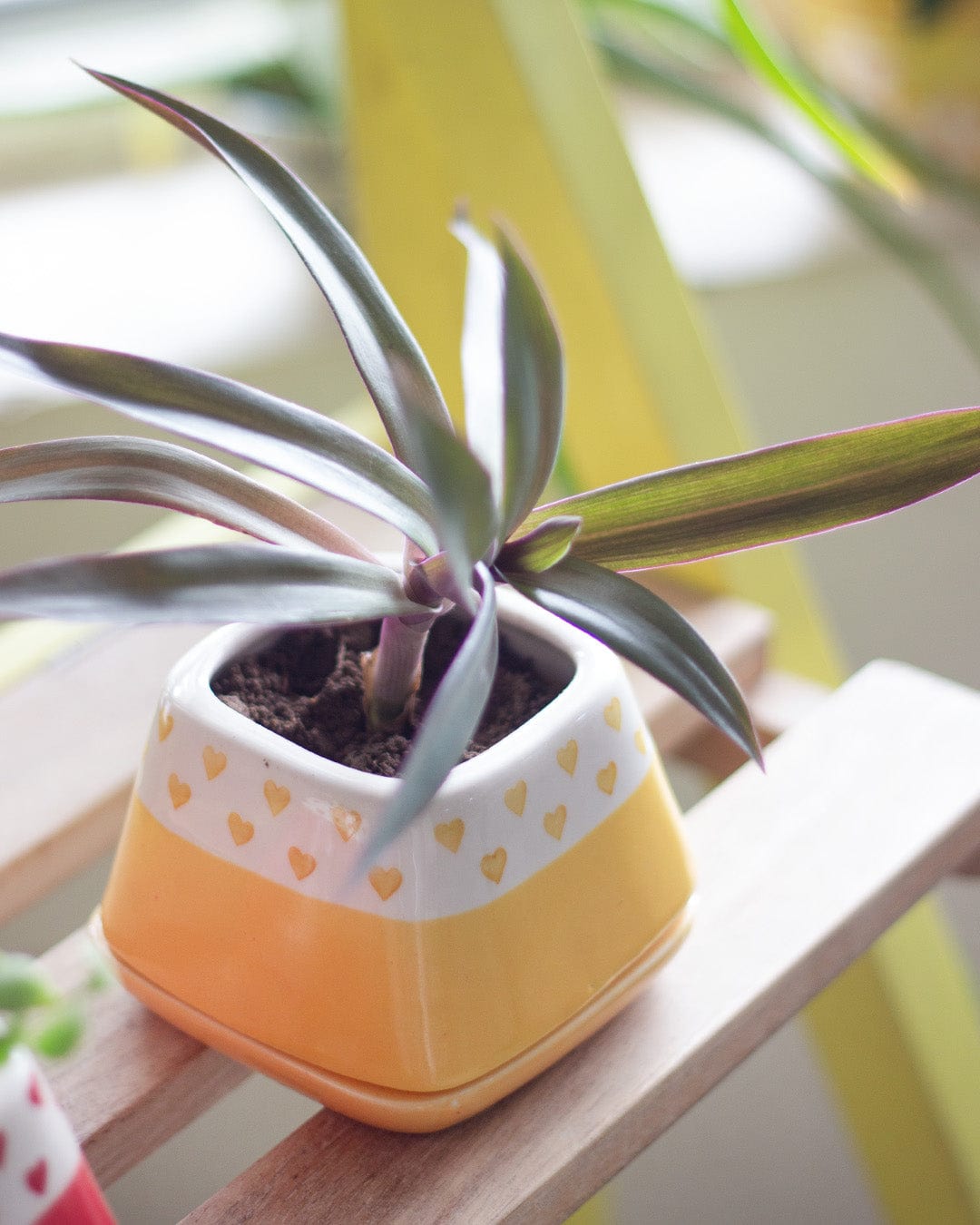 Nova Hearts Ceramic Planter